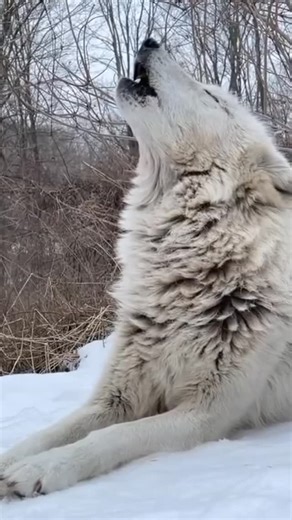 Elizabeth Turner on Instagram: "Did you know that ALL dogs come from wolves? Despite this, wolves have been mischaracterized for centuries and continue to be hunted down even today. Although Gray Wolves have made strides towards recovery, there's still a long way to go—and they need our help! Right now, wolves across the country are at risk of losing their endangered species status, keeping them at risk for long-term extinction. You can help by raising your voice for wolves—join me by following 