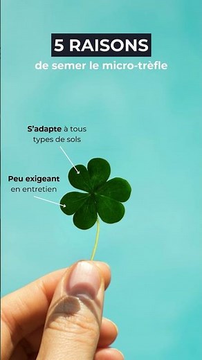 5 raisons de semer le micro-trèfle