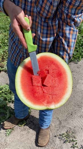 From field to feast 🍉🌱 Ever wondered what it’s like behind the scenes on a watermelon farm? Join us as we harvest, taste, and enjoy the freshest melons straight from the source. Nothing beats that first bite on the farm! 🙌 👉 Learn more at www.melon1.com | Melon 1