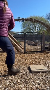 2.9K views · 173 reactions | If this all works out, it’s going to be a dope little garden hiding spot! 爛 #gardentip #gardenstructure #reuserevolution #sunflower #wasteless #gardenidea | The Disco Garden | Facebook