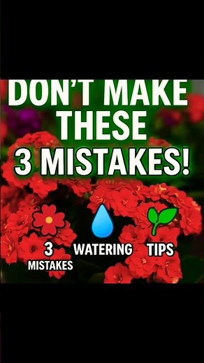 🌺 “Kalanchoe Care Secrets 🌿 | Don’t Make These 3 Mistakes!” #shorts #ourplants #garden #flowers