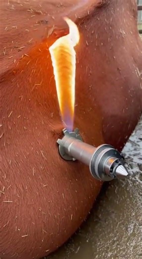 Exploding! How to save cow from exploding #saveanimals #viral #cow