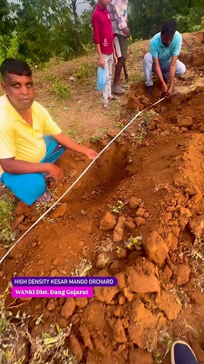 4.6K views · 222 reactions | High density Kesar Mango 省 orchard wanki #kesarmango #indoisraeltechnology #mangofarming #uhdpmango #indoisrael #mangofolks | Indoisrael technology & tips | Facebook