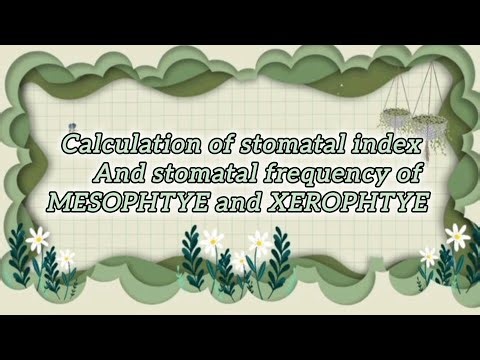 Calculation of stomatal index and stomatal frequency of a mesophyte and xerophyt ( botany prectical)
