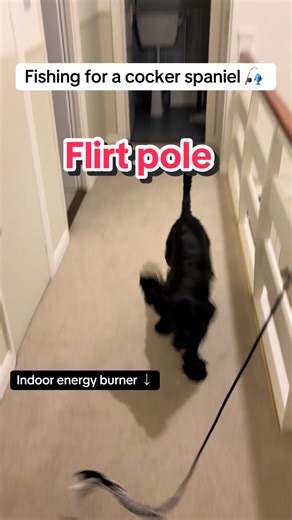 Fishing for a Cocker Spaniel: Pure Chaos and Fun!