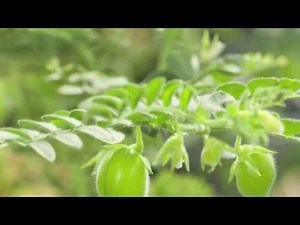 Cómo plantar lentejas