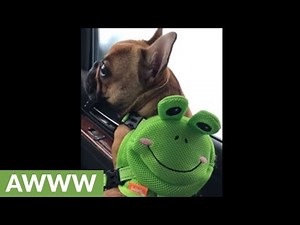 French Bulldog wears frog backpack to the car wash