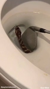 225K views · 245 reactions | I always thought this was an irrational fear of mine...apparently not. This is from a Facebook friend in Texas.  Video: Gus West UPDATE: Found out the snake is fine and back in nature. | Meteorologist Payton Malone WWLTV | Facebook