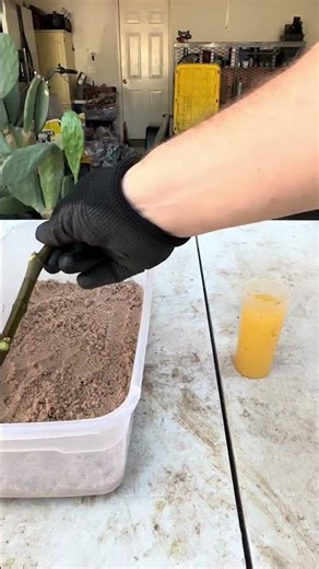 I Turned Mailed Sticks Into Insane Fruit Trees