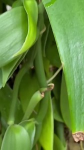 1.4K views · 30 reactions | DID YOU KNOW? The New York Botanical Garden's Black History Month programming aims to teach children how people of African descent have contributed to our understanding and use of plants around the world. https://abc7ny.com/black-history-month-nybg-rooted-in-plants-new-york-botanical-gardens/12894098/ | ABC7NY | Facebook
