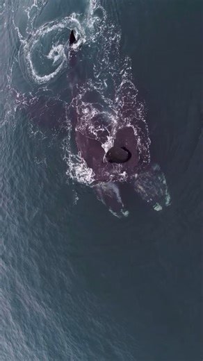 139K views · 3.2K reactions | Whales hugging each other 懶#whale #ocean #dolphin #shark #fish #jewelry #fypシ #foryoupage #real #reels #animal #videos #fyp #viralpost #viralvideo #reelsvideo | The SEA | Facebook