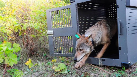 Survey suggests Isle Royale wolves are stable, moose population struggling