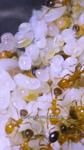 13K views · 334 reactions | My Fire Ant Colony’s First Hunt #antloveforever #ACfamily #AntsCanada #ants | AntsCanada | Facebook