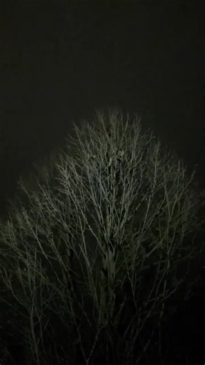 I thought I could get both videos together but guess not, so I'm sending this one again. Has a special couple of moments as Chris's children look at what dad's doing . They are wearing their head lamps. AND it was Chris's birthday last night! Best birthday ever he said. | Bluewater Centre For Raptor Rehabilitation