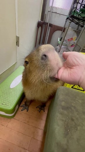 Miss Potato: The Affectionate Capybara