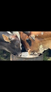 WHY ROCK SALT IS A FORMIDABLE CATTLE GROUPING SOLUTION Rock salt may look like a small input, but its grouping effect creates measurable management benefits that are easy to quantify. When rock salt is consistently placed at the kraal, cattle develop a habit of returning home on their own. This simple behaviour changes everything. Because cattle come back reliably, animals are available at the kraal every day. That means inspections happen on time, not “when we eventually find them.” Simple exam