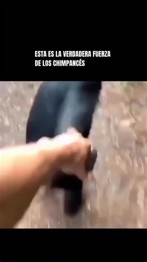 Un shot de ciencia | 🐒💪 ¡Los chimpancés son aproximadamente 2 veces más fuertes que un humano promedio! 😲 Esta fuerza impresionante proviene de la estructura de... | Instagram