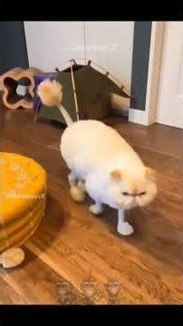 🌟 Funniest Cat Haircuts – Pet Humor at Its Best