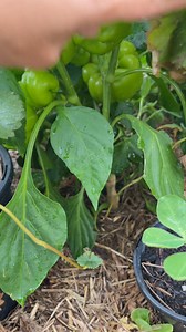 Capsicum #homegrown #vegetables #growfromseed | GrowwithChea
