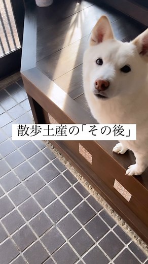 白いもふもふ | 宝物に成り上がった枝🐕 昨日お散歩の途中で枝を拾って 家までくわえて持って帰ってきた🐕 玄関にポトっと落として水飲みに行って あ、もういいのねって片付けようと 枝を拾ったらなんだか視線を感じた。 まさかあんた捨てやんよな？って。 まあ端にちょっと置かせてもらおうかな... | Instagram