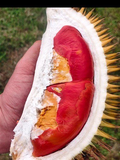 Comprehensive Review of Sulok S.A.M Durian