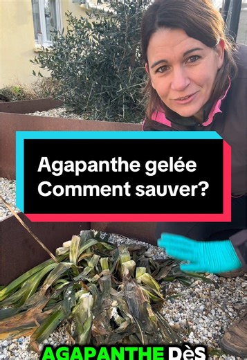 Ton agapanthe a gelé et tu as oublié de la protéger ? Je te partage mes astuces et conseils jardin. Abonne toi pour plus d’astuces pour prendre soins de tes plantes. #flowers #plants #agapanthus #gel #february