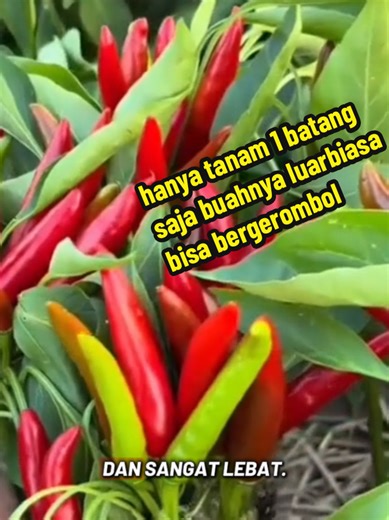 Tanam Cabai Makota: Kaya Mendadak dalam Sekejap
