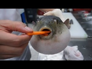 sharkbait puffer fish meme