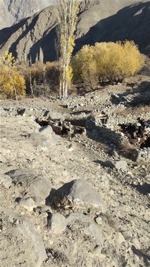 Shepherd's Daily Routine.