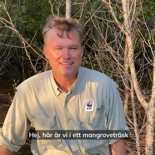 HOTADE KUSTSKOGAR FÅR NYTT LIV PÅ MADAGASKAR 🌿💛 Nyligen reste WWFs generalsekreterare Gustaf Lind till Madagaskar – ett av världens mest unika områden för biologisk mångfald och hem för livsviktiga mangroveskogar. Mangroven är en livlina för både människor och natur. Den skyddar kuststräckor, ger mat och försörjning åt lokalbefolkningen och fungerar som hem och yngelkammare för otaliga arter. Men globalt är skogarna hårt hotade och har på många platser redan försvunnit. WWF har i många år sama