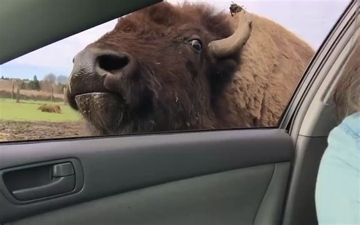 【北美野牛】大哥伸进车窗要吃的