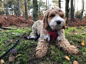 Jack - 13 week old Cockapoo puppy - 3 weeks residential dog training