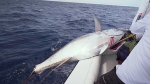 3.7K views · 80 reactions | Tag cabo sportfishing got us into a MASSIVE Tuna on our 2nd day out on the water. Thanks to Cabo VIP Rentals for setting up such an incredible experience. Tune in today at 1pm for the full episode on CHEK TV | Reel West Coast | Facebook