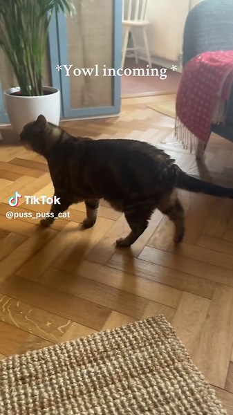 Vocal Cat Reactions: Yowling Like Never Before