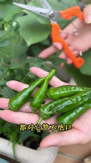 Expensive Pepper Seedlings vs. the Mystery of the Black Shop: Not What You Think