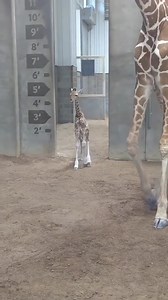 1.9M views · 66K reactions | #giraffe #giraffefamily #giraffelove #giraffes #giraffemanor #giraffecentre #giraffelover #giraffelife #giraffeart | Lisa Danielle | Facebook