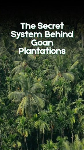 What’s the technique behind Goa’s spice plantations? Sustainable farming ✨ #Goa #Offbeat #India