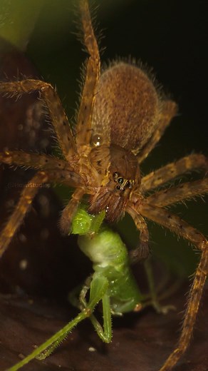 Wolf spider Eating its Prey Wincent ueDz4 #insect #nature #wildlife | HAWI Studios