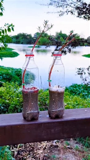 kn-adil on Instagram: "#terminalia #flowers🌸 #gardening #plants #nursery #trees #cactus #indoplants #flower #trendingreels #trendingpost #virelreels❤️❤️"