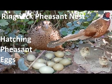 Ringneck Pheasant Nest - Hatching Pheasant Eggs