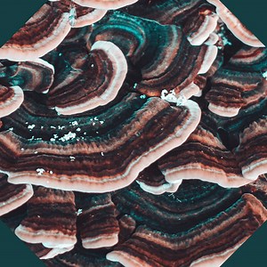 Invisible Crossover Concert & Tour History  | Concert Archives