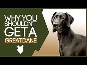 GREAT DANE! 5 Reasons you SHOULD NOT GET A Great Dane Puppy!
