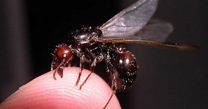 Le Chiffre de GEO: vendues 220 dollars l’unité, ces fourmis géantes valent de l'or sur le marché noir