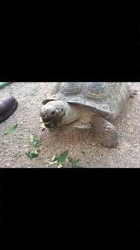 🐢 When Turtles Get Silly 😂 | Funniest Turtle Compilation