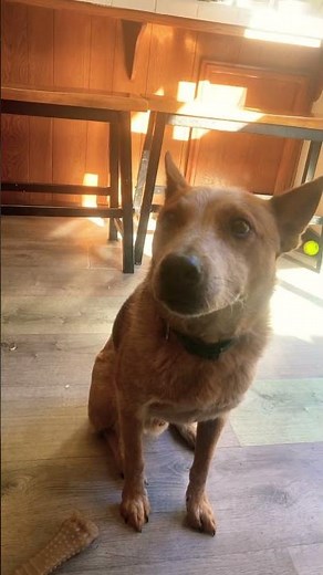 My name is jeff #puppy #dog #cute #funny #dogs #youtubeshorts #memes #foryou