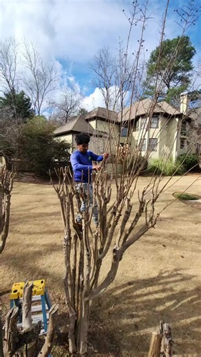 Tips for Effective Tree Trimming