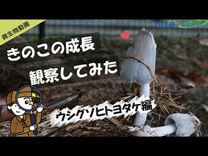 【NBRC微生物動画シリーズ】ウシグソヒトヨタケのきのこ（子実体）形成
