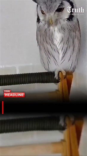 Truth Route News on Instagram: "This owl had a full-on “who are you?!” moment when its owner went from long hair to a buzz cut. Owls can recognize human faces and remember behaviors, but even they need a second to process major style changes. The reaction? Priceless, wide-eyed confusion and pure feathered judgment. #OwlReaction #AnimalHumor #PetOwls #WildButCute #BirdReactions BuzzCutSurprise FunnyAnimalVideos ViralAnimalMoments owl facial recognition, owl reacts to haircut, funny animal video,