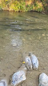280K views · 3.1K reactions | Some salmon fulfill their life cycle, culminating in a final act of spawning that gives life to a new generation. #salmon #fish #salmonrun #ontario #nature #follower #TopFans | Fish & Fisherman | Facebook
