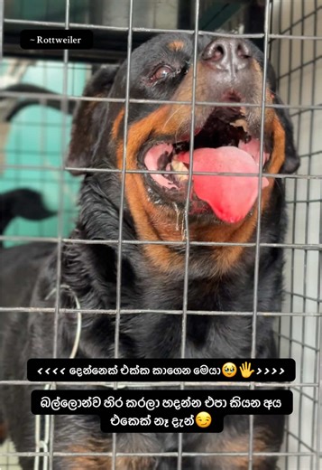 තුන් දෙනාටම ඉක්මන් සුව කියාගෙන යන්න යාලුවනේ🥹💟#foryou #foryoupage #fyp #onemillionaudition #viralvideo